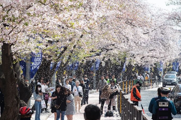 남친이 같은 아파트 바로 ‘옆 동’에 사는데, 여자가 혼자 ‘벚꽃 구경’한 이유