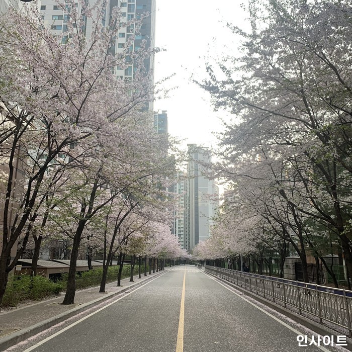 본격적인 ‘벚꽃엔딩’ 시작...내일(5일) 전국 흐리고 ‘비소식’