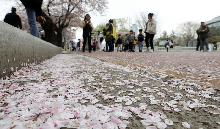 비와서 벚꽃 못 본다고 짜증 냈는데...봄비 덕분에 전국 산불 모두 진화 완료