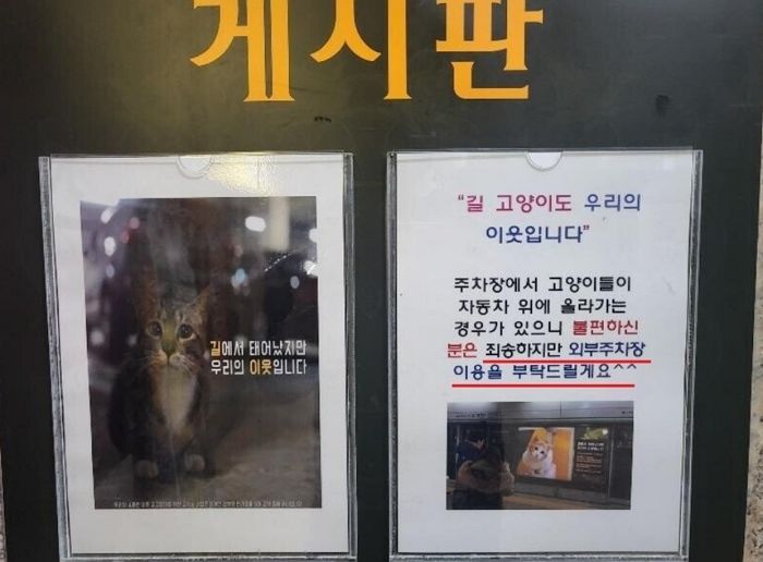 보닛 마구 긁는데도 지하주차장에 있는 ‘길고양이’ 보호하자는 아파트 공지문
