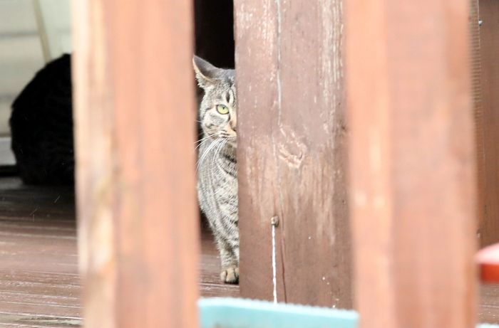 호주 정부가 ‘캣맘과의 전쟁’ 선포하고 길고양이 200만 마리 죽인 이유