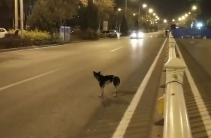 로드킬 당한 강아지 구하려다 다리 절단된 남성...‘의상자 인정’ 소송 내자 일어난 일