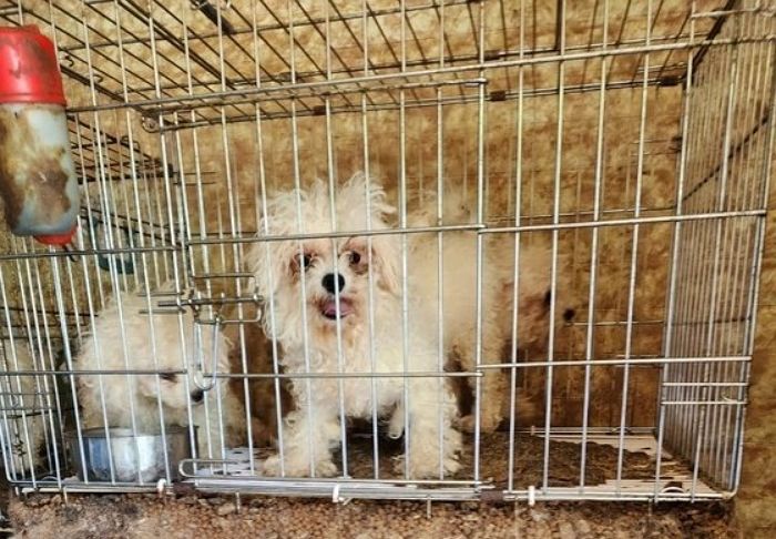 “불에 탄 사체까지...” 진안 시골 마을서 개 100마리 가둔 불법 번식장 적발