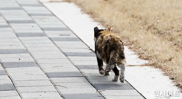 고양이 울음 소리 크다며 둔기로 ‘길냥이 급식소’ 부순 중학생 검찰 송치
