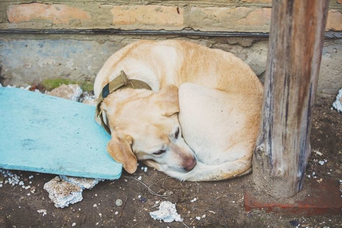 개·고양이 1256마리 굶겨죽인 남성 ‘징역 3년’...동물학대 첫 법정최고형 선고