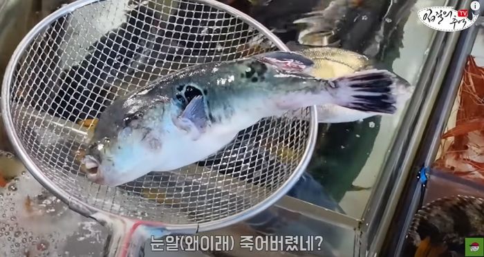 살아있는 복어회 사러 온 손님에게 ‘죽은 복어’ 권하는 수산시장 상인