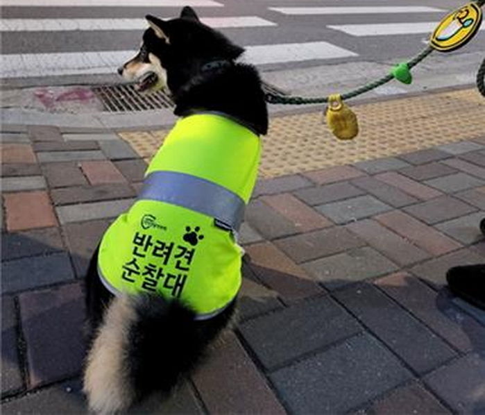 실종 지적장애인 발견해 가족 찾아준 ‘서울 반려견 순찰대’ 소속 댕댕이 ‘쿠로’