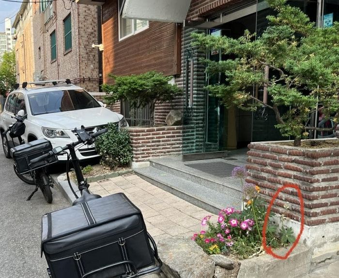 옥상·화단에서 ‘양귀비’ 발견해 2번이나 경찰에 신고한 남성