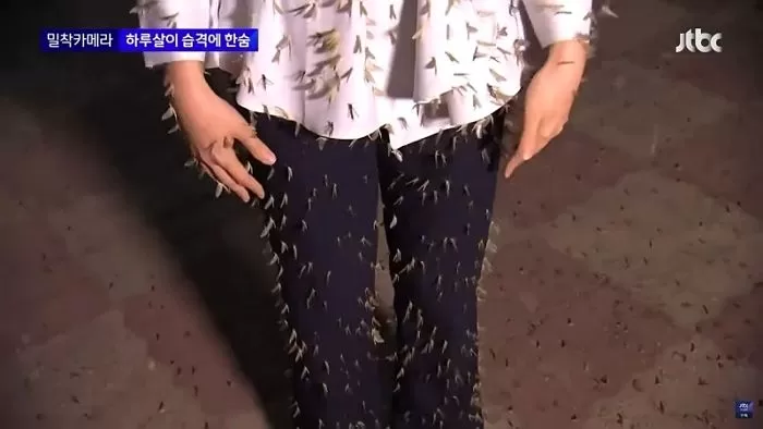 인사이트