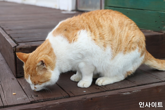 “결혼 약속한 남친 휴대폰 검색 기록에 ‘고양이 빨리 죽는 방법’이 있습니다”