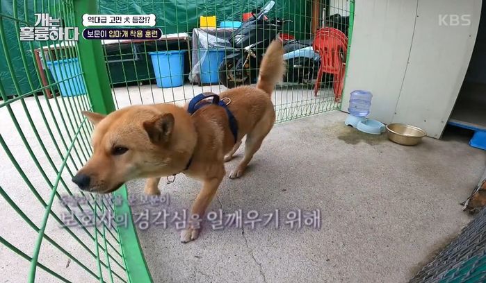 ‘개훌륭’ 강형욱 “개가 내 반려견 물어 죽이면 안락사 시킬 것...합의 없다”