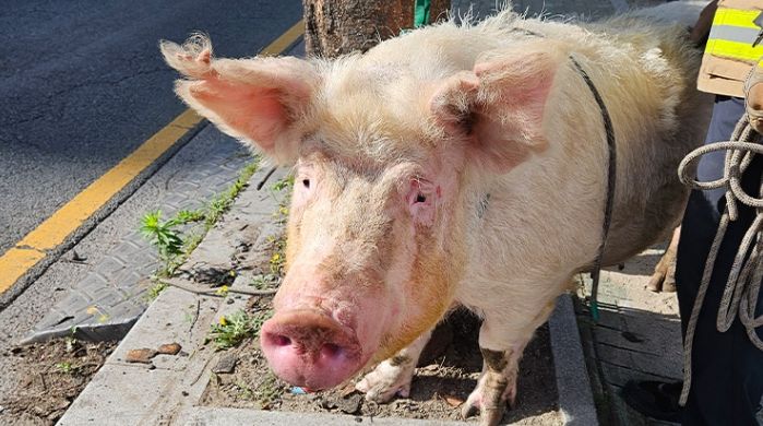 달리는 트럭에서 자유 찾아 뛰어내린 돼지...20분 만에 붙잡혀 ‘도살장’ 끌려갔다