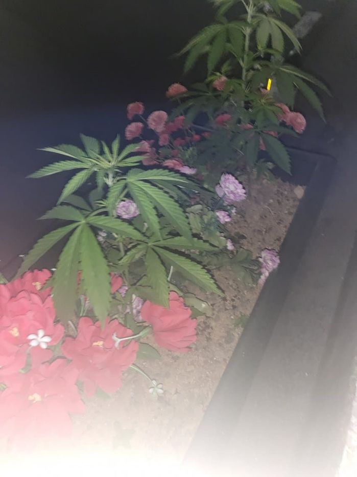 “대마초 보고 공익신고 했더니 경찰이 소환조사하고 ‘뽕쟁이’ 의심했습니다”