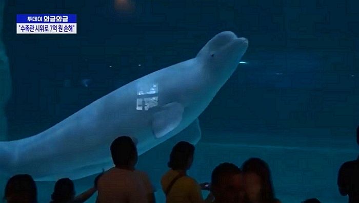 벨루가 놓아주라며 수족관 유리벽에 접착제 붙인 시민단체...“떼어내는 데 7억 들었다”
