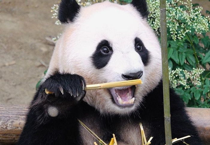 에버랜드 판다 ‘푸바오’ 반환 절차, 이르면 다음 달 시작될 수도