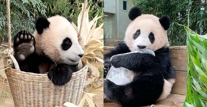 “푸바오 매니저 하실 분!”...당근마켓에 올라와 지원자 쏟아지는 중인 알바 채용 공고