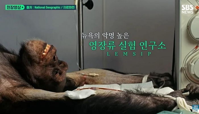 평생 갇혀 살던 ‘실험실 침팬지’가 처음으로 하늘 본 뒤 보인 뭉클한 반응 (+영상)