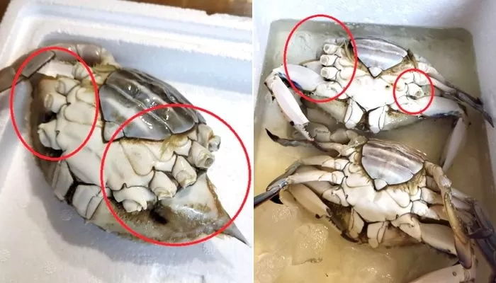 큰절 사과하더니...‘다리 잘린 꽃게’ 또 논란되자 “신선도 문제 없다” 해명한 소래포구 상인