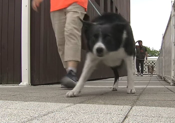 “반려견 테마파크 상주견인 보더콜리가 10년 같이 산 강아지를 물어죽였습니다”