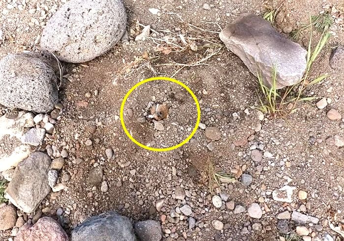 스트레스 받다는 이유로 키우던 푸들 ‘산 채로 매장’한 30대 보호자