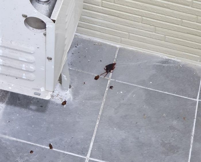 “바퀴벌레 나왔다”며 추가 방역비 20만원 요구한 청소업체...나중에 살펴보니 모형