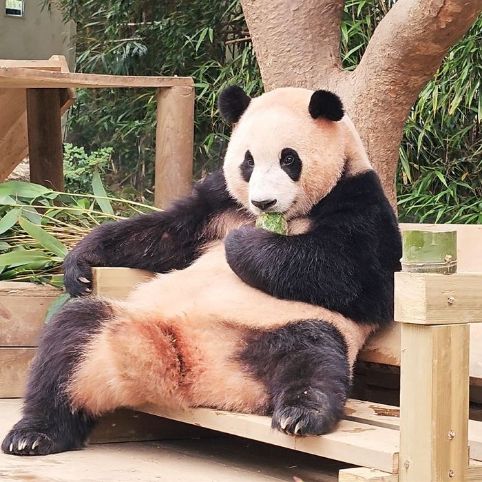 하루 일당 50만원짜리 꿀알바 ‘푸바오 매니저’ 3명 모집하는데 지원자 1만 3620명 몰렸다