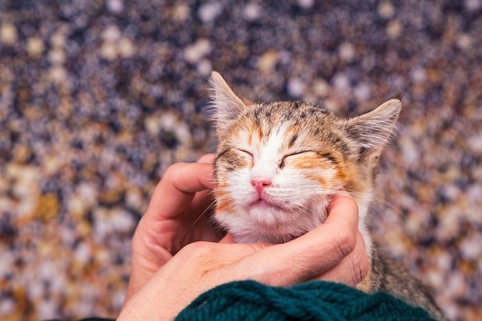 길고양이 만졌을 뿐인데...나흘 뒤 ‘중증혈소판감소증후군’ SFTS 확진