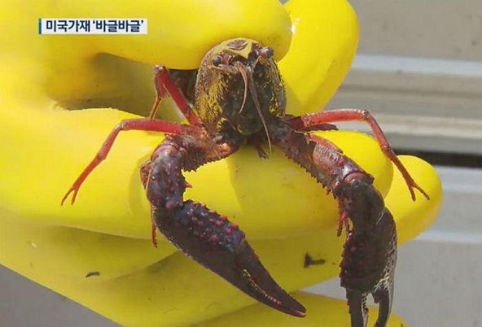 한국 하천 파괴하는 생태교란종 ‘미국가재’, K-수달이 다 먹어 치우고 있다