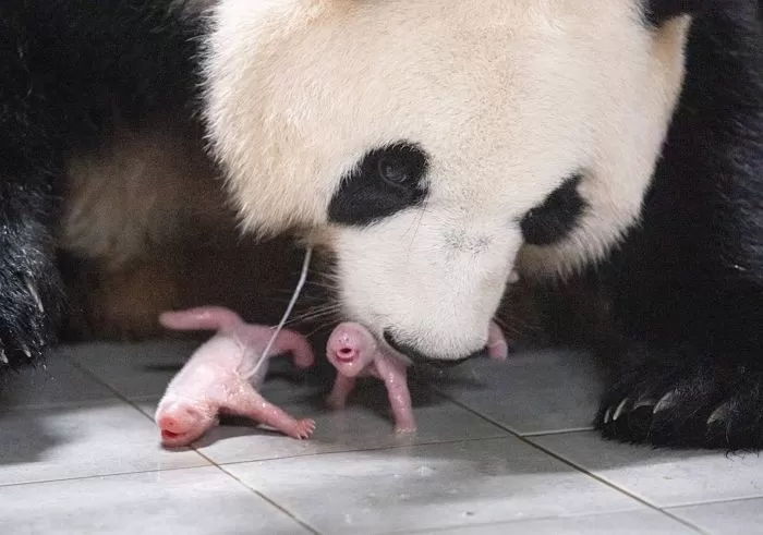 “판다는 쌍둥이 낳으면 한 마리 버리는데”...강철원 사육사 덕분에 두 마리 다 키우기로 선택한 아이바오