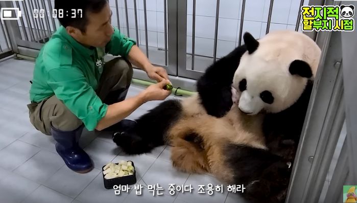 사육사 아빠가 먹여주는 밥 먹던 아이바오, 새끼 울자 정중히 거절했다 (+영상)