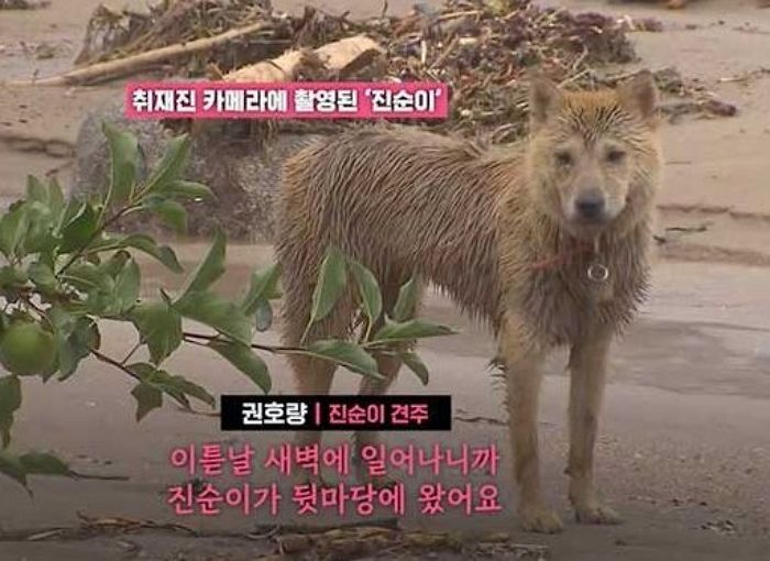 산사태 쓸려가 실종됐던 강아지 ‘진순이’, 27시간 뒤에 스스로 집 찾아왔다