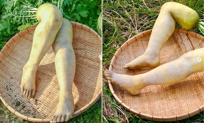 온라인서 급속 확산 중인 ‘사람 다리’ 똑닮은 무 영상 (+사진)