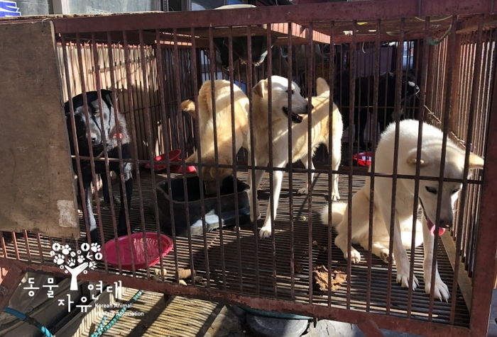 30년 보신탕집 사장, 속죄의 의미로 반려견 목욕탕 사장됐다