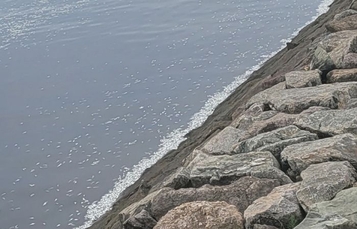 “가까이서 보고 비명 질렀다” 목포 앞바다 뒤덮은 ‘하얀 벌레’ 사체의 정체