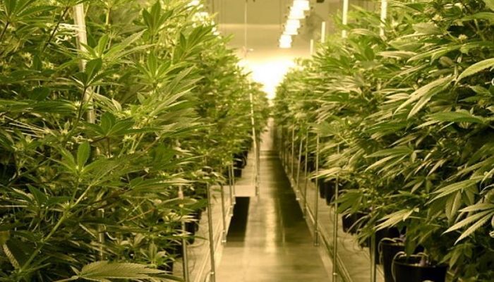 “계란 프라이 잔뜩 해먹었는데..” 환각 성분 기준치 2.5배 초과한 대마씨유 적발