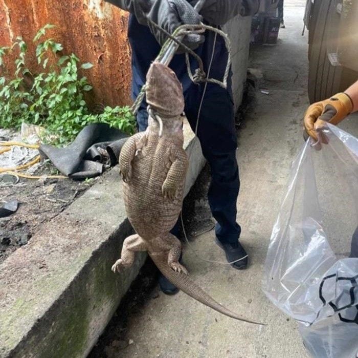 비단뱀에 이어 아프리카산 대형 도마뱀 발견된 ‘경북 아마존’ 영주