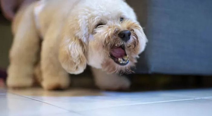 목줄 없는 개가 딸한테 달려들어 발로 찬 아빠에 치료비 ‘10만원’ 요구했던 견주의 최후