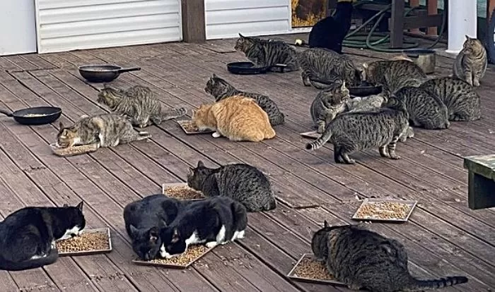 서울서 떼죽음당한 고양이, 조류인플루엔자 감염이었다...WHO “인류 위협할 변이”