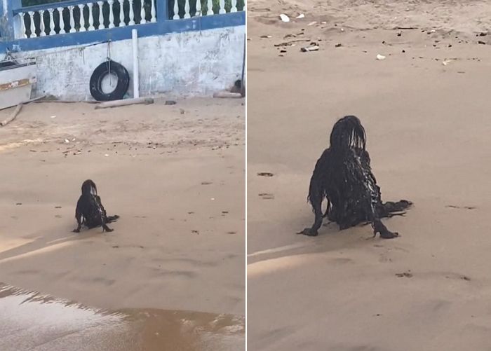 “해변가로 나온 ‘바다 괴물’인 줄 알았는데 물에 흠뻑 젖은 귀여운 강아지였습니다” (+영상)