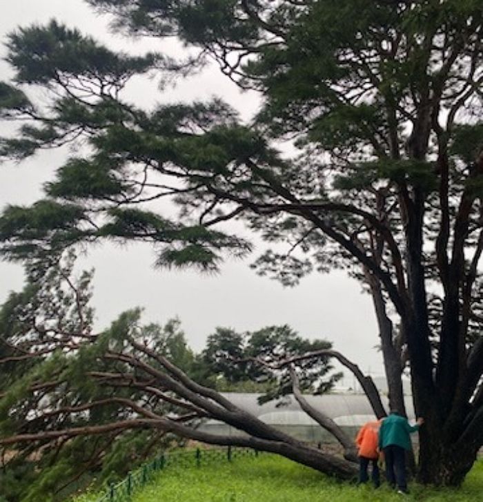 태풍 ‘카눈’, 400년 된 천연기념물 소나무도 쓰러뜨렸다