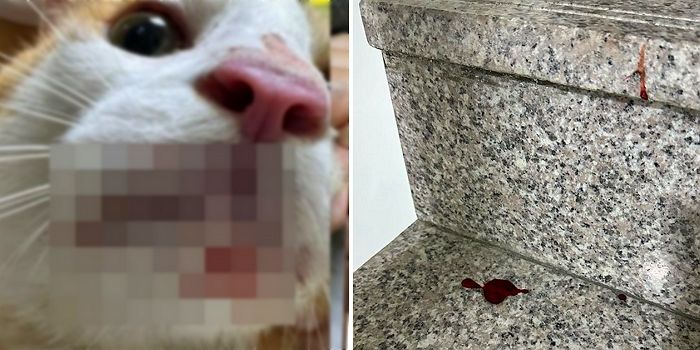 “가사도우미가 저희 집 반려묘를 피떡이 되도록 때리고 쫓아냈습니다”