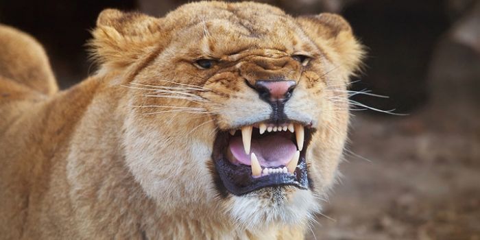 경북 고령 사설 목장서 탈출한 암사자 1시간 만에 ‘사살’