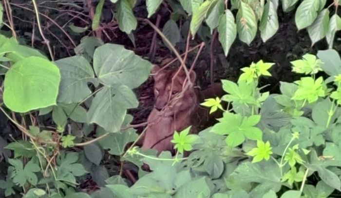 경북 고령 사설 목장에서 ‘암사자’ 탈출