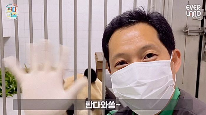 할부지가 손 흔들자 따라서 ‘고개 꾸벅’ 배꼽 인사하는 ‘K-판다’ 푸바오 (+영상)