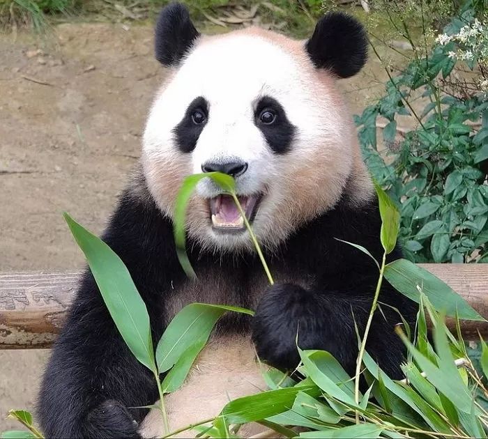 “관람객들 너무 시끄러워요”...에버랜드 판다월드 관람시간, 5분으로 제한된다