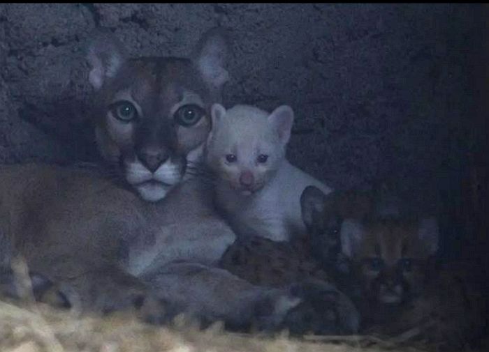 전세계 딱 4마리 뿐인 새하얀 털 가진 아기 ‘알비노 퓨마’ 탄생