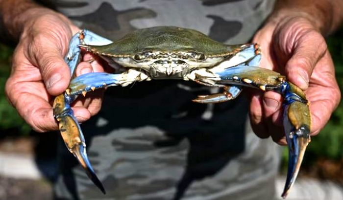 이탈리아 ‘푸른꽃게’가 생태계 파괴한다는 소식에 “우리가 수입하자”는 한국인들 (영상)