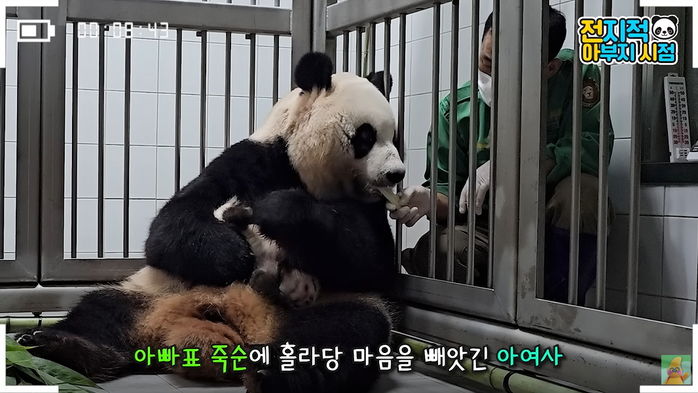 육아 도와주는 사육사 아빠 ‘강바오’ 믿고 아기 뒤집어졌는데도 ‘죽순 먹방’ 하는 아이바오 (영상)