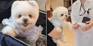 스타견 이미지