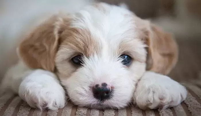 파양·유기 동물 막겠다고 ‘임시보호제’ 도입한 펫샵...반응 갈렸다